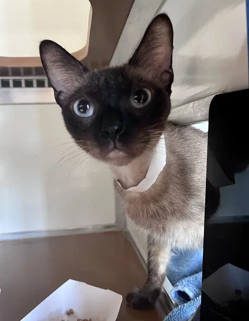 Effies - Siamese