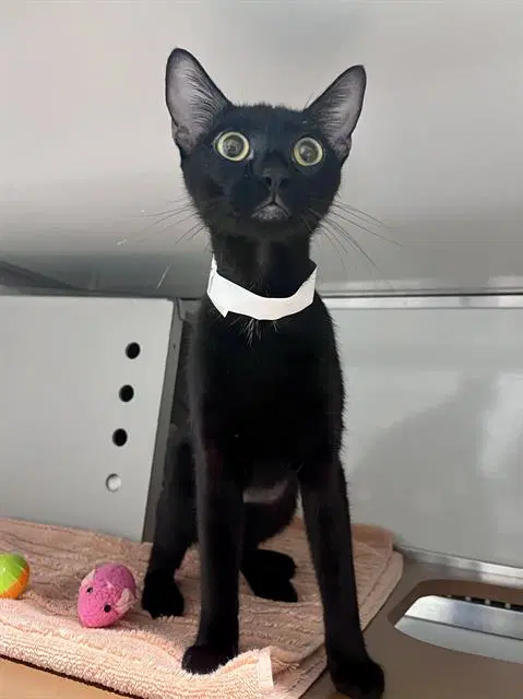 Gracies - Domestic Short Hair