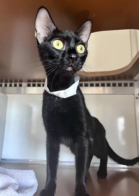 Gracies - Domestic Short Hair