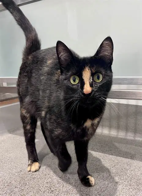 Romana - Domestic Short Hair