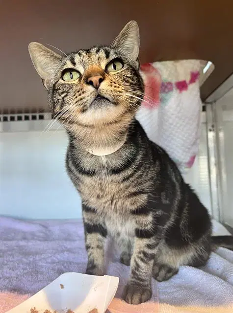 Portia - Domestic Short Hair