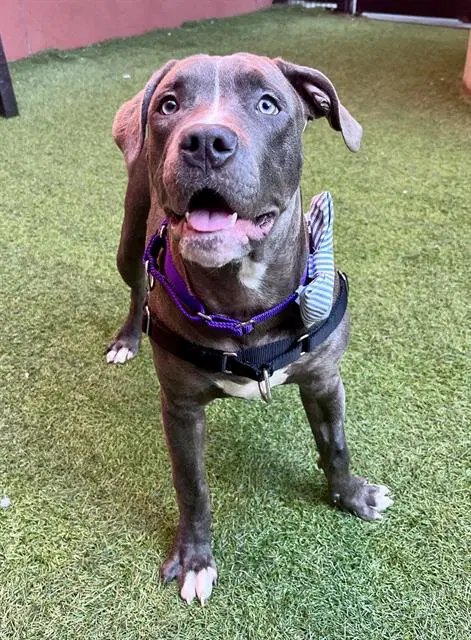 Shimmy - Pit Bull Terrier