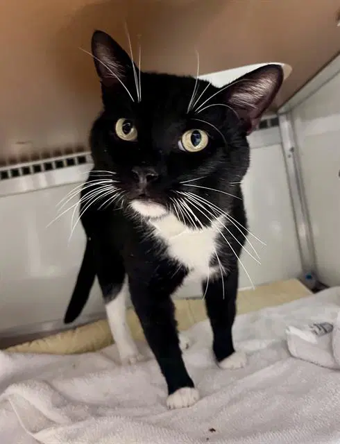 Fred - Domestic Short Hair