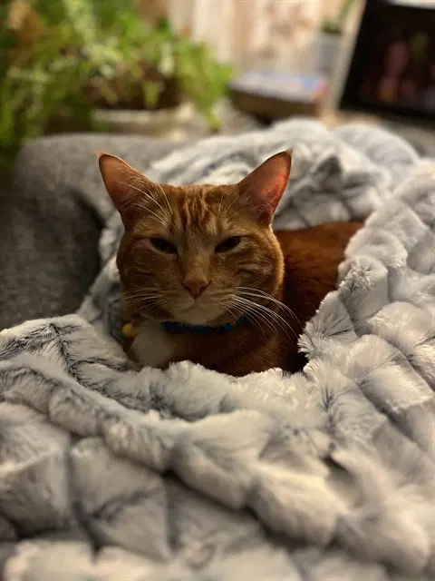 Marty - Domestic Short Hair