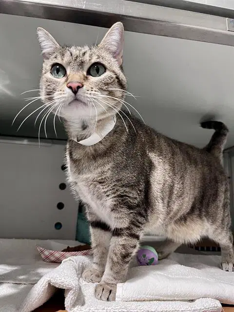 Cutie - Domestic Short Hair