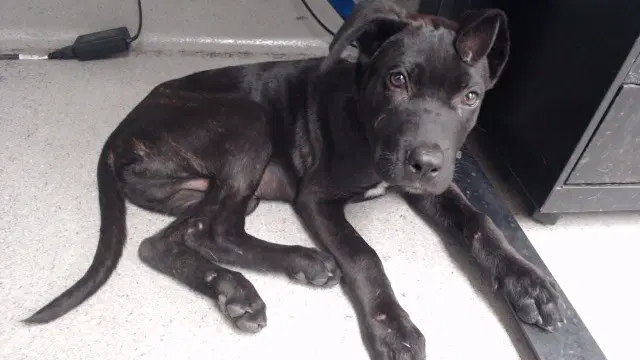 Dutch Crunch - Mastiff