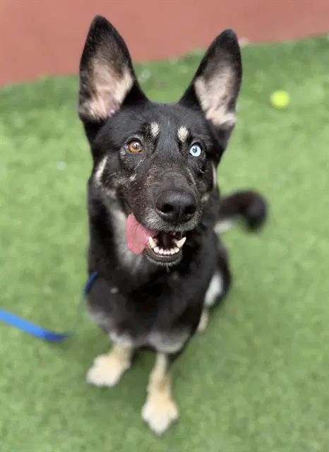 Rainier - German Shepherd Dog