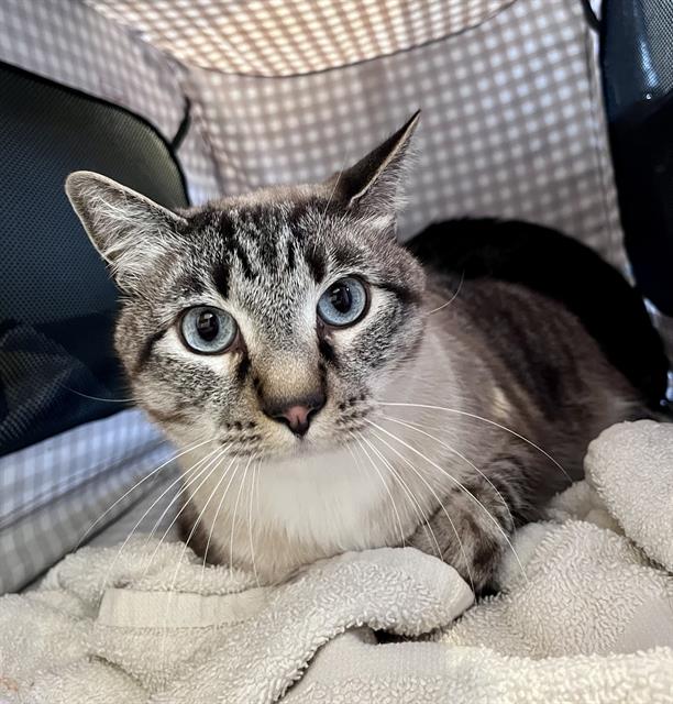 Thor, Domestic Short Hair