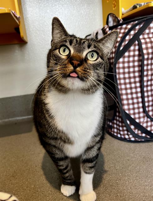 Loki, Domestic Short Hair