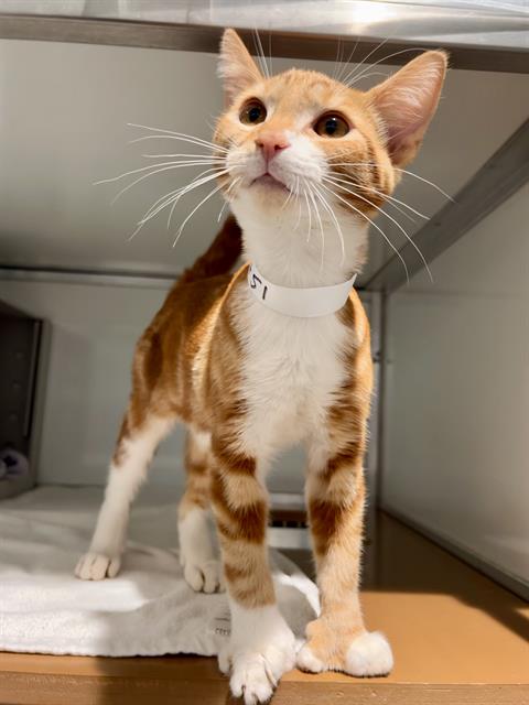 Bonaparte, Domestic Short Hair