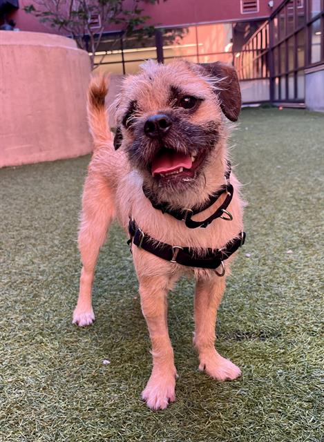 Dante, Border Terrier