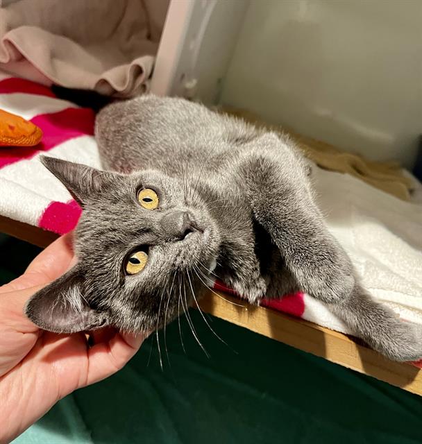Lucky, Domestic Short Hair