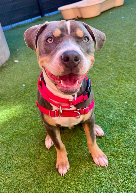 Fiddle, Pit Bull Terrier