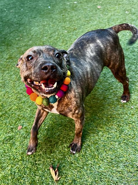 POLLY POCKET, a dog for adoption from San Francisco Animal Care & Control