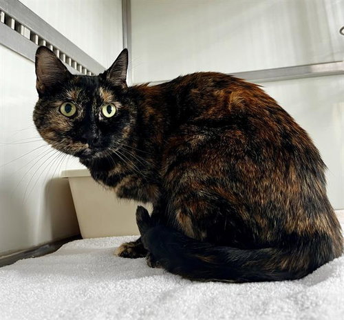 SALEM, a cat for adoption from San Francisco Animal Care & Control