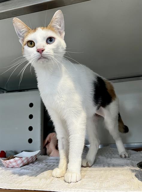 SAMANTHA, a cat for adoption from San Francisco Animal Care & Control
