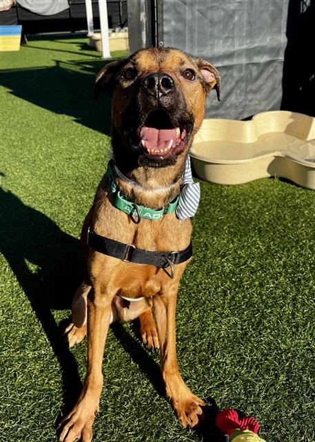 ROOKIE, a dog for adoption from San Francisco Animal Care & Control