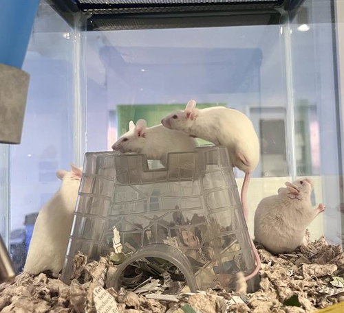 RANUNCULUS, a mouse for adoption from San Francisco Animal Care & Control