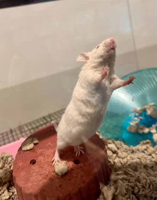 SNOWBERRY, a mouse for adoption from San Francisco Animal Care & Control