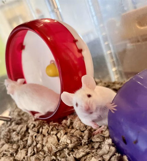 MOSS, a mouse for adoption from San Francisco Animal Care & Control