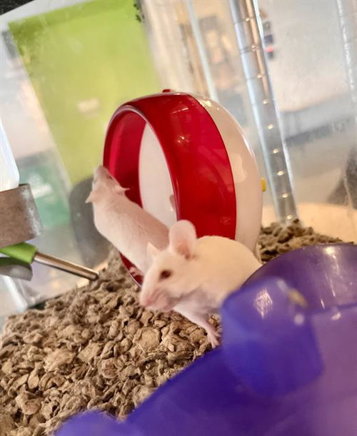 MILLET, a mouse for adoption from San Francisco Animal Care & Control