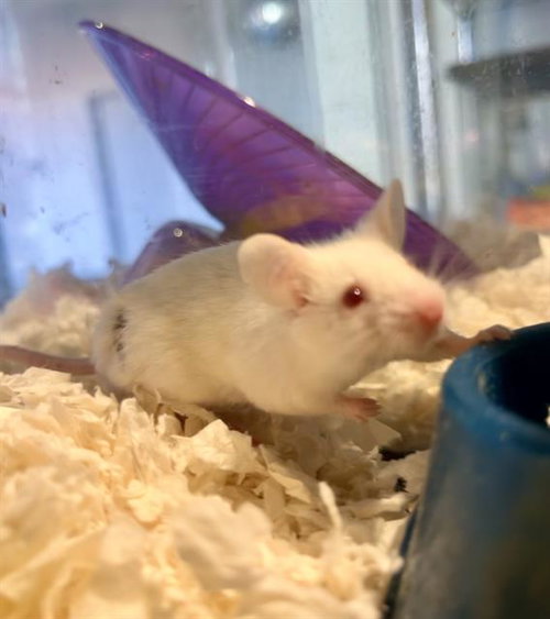 YARROW, a mouse for adoption from San Francisco Animal Care & Control