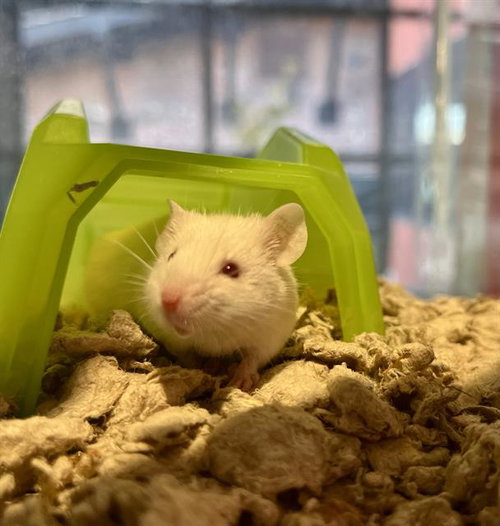 COSMOS, a mouse for adoption from San Francisco Animal Care & Control