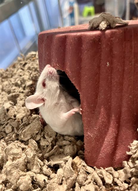 LARKSPUR, a mouse for adoption from San Francisco Animal Care & Control
