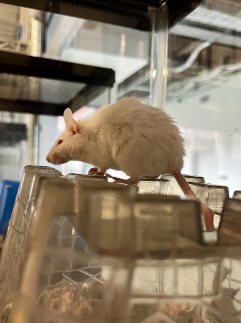 STATICE, a mouse for adoption from San Francisco Animal Care & Control