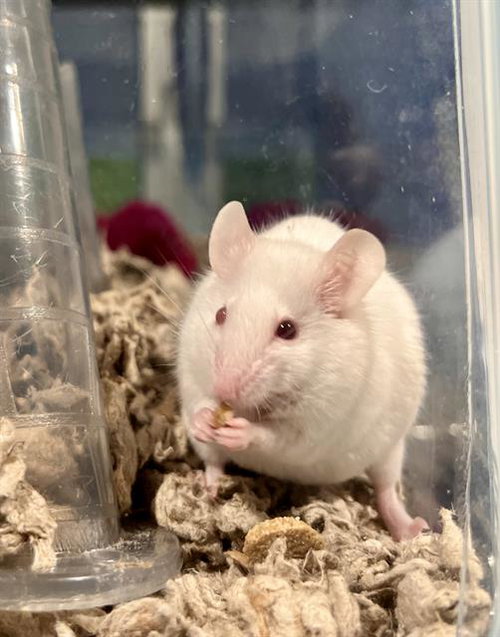 WHISKERS, a mouse for adoption from San Francisco Animal Care & Control