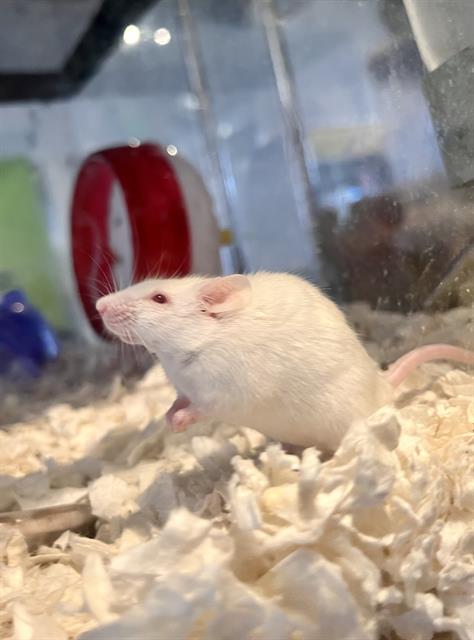 ALFREDO, a mouse for adoption from San Francisco Animal Care & Control