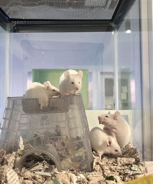 DAISY, a mouse for adoption from San Francisco Animal Care & Control