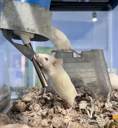 FERN, a mouse for adoption from San Francisco Animal Care & Control