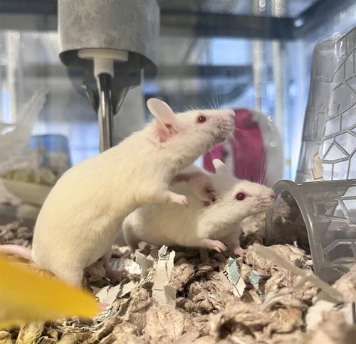 ZINNIA, a mouse for adoption from San Francisco Animal Care & Control