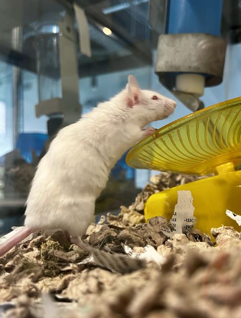 TULIP, a mouse for adoption from San Francisco Animal Care & Control