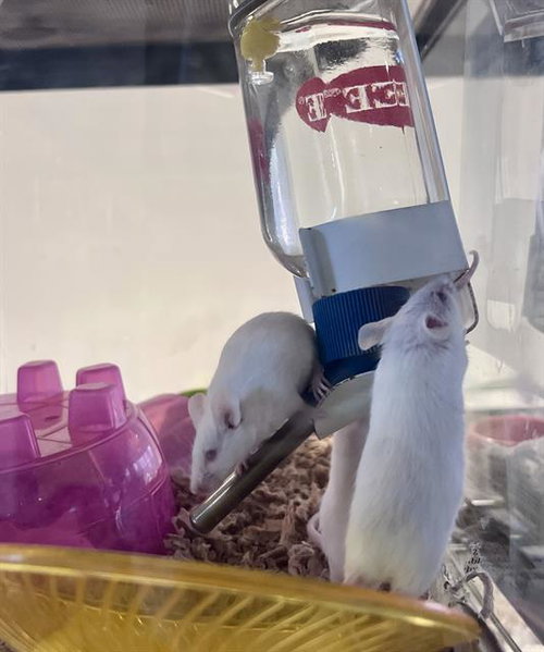 ORCHID, a mouse for adoption from San Francisco Animal Care & Control
