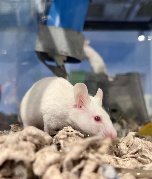 PEONY, a mouse for adoption from San Francisco Animal Care & Control