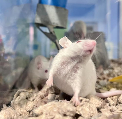 POPPY, a mouse for adoption from San Francisco Animal Care & Control