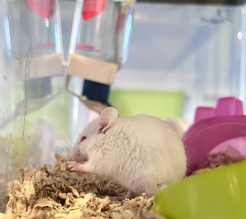 MAGNOLIA, a mouse for adoption from San Francisco Animal Care & Control