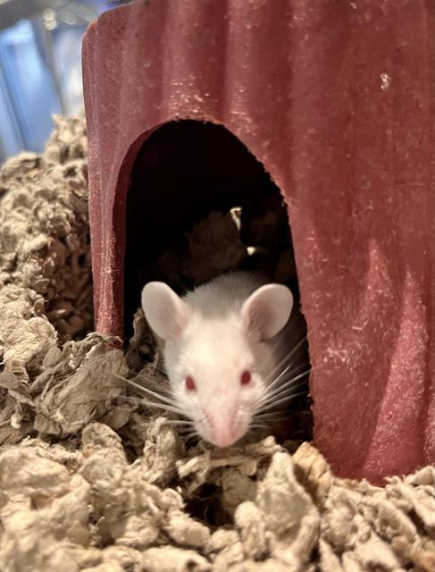 LILY, a mouse for adoption from San Francisco Animal Care & Control