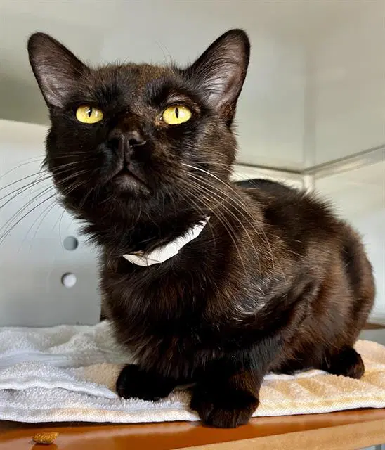 Claudius - Domestic Short Hair