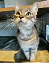 YUMI — San Francisco, CA Adoption