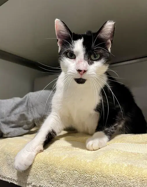Panda - Domestic Short Hair