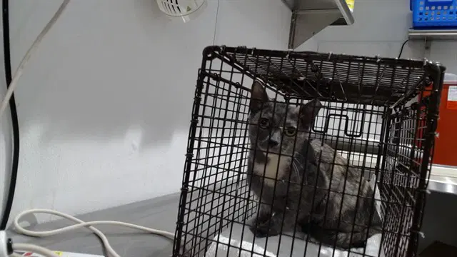 Manchas - Domestic Short Hair