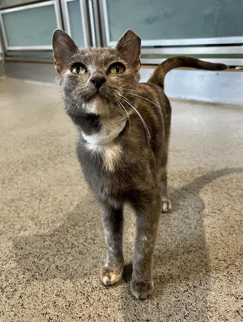 Manchas - Domestic Short Hair