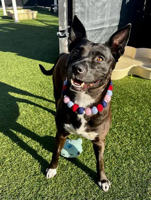 Swirl - Catahoula Leopard Dog
