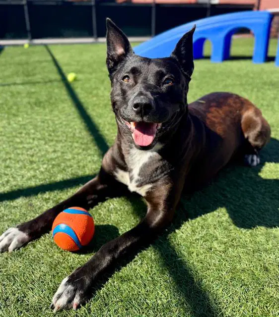 Swirl - Catahoula Leopard Dog