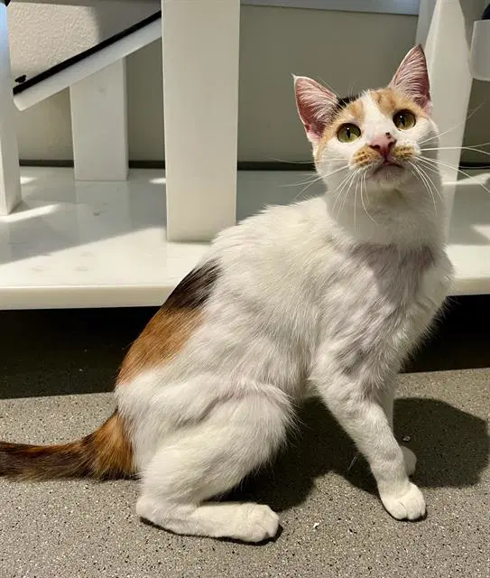 Casanova - Domestic Short Hair