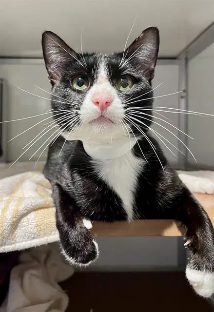 Antonio - Domestic Short Hair