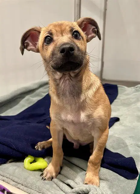 Paddington - Chihuahua